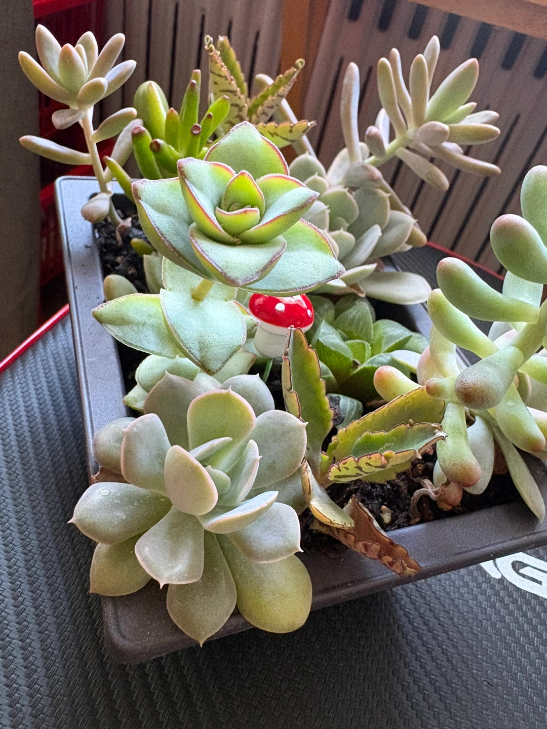 Succulents collections - photo 4