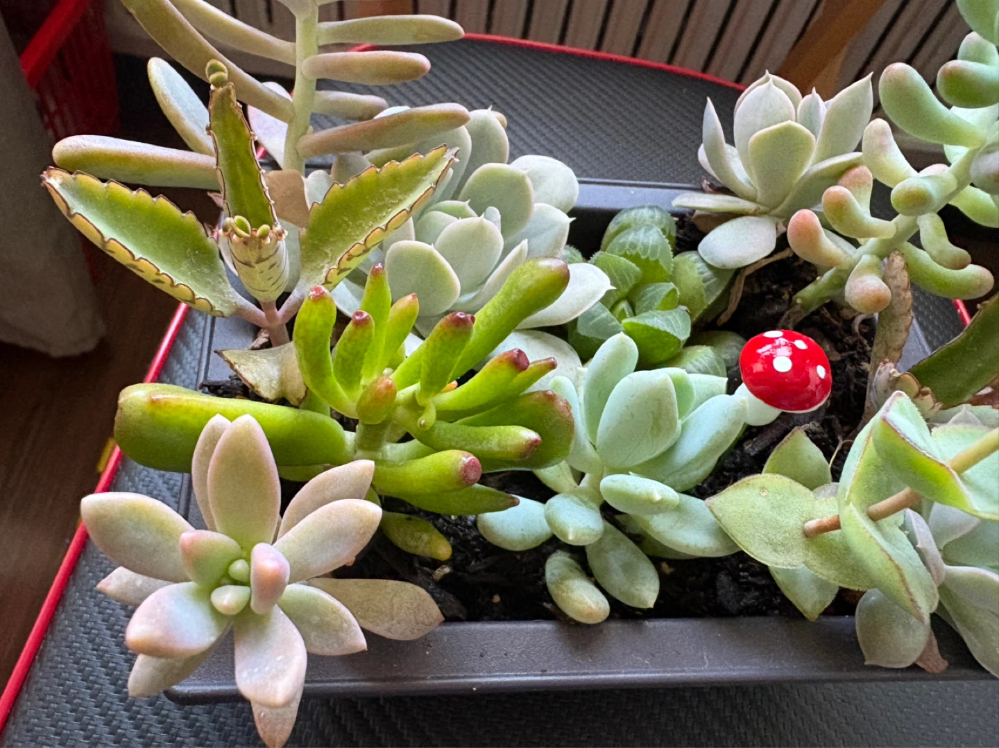 Succulents collections - photo 3