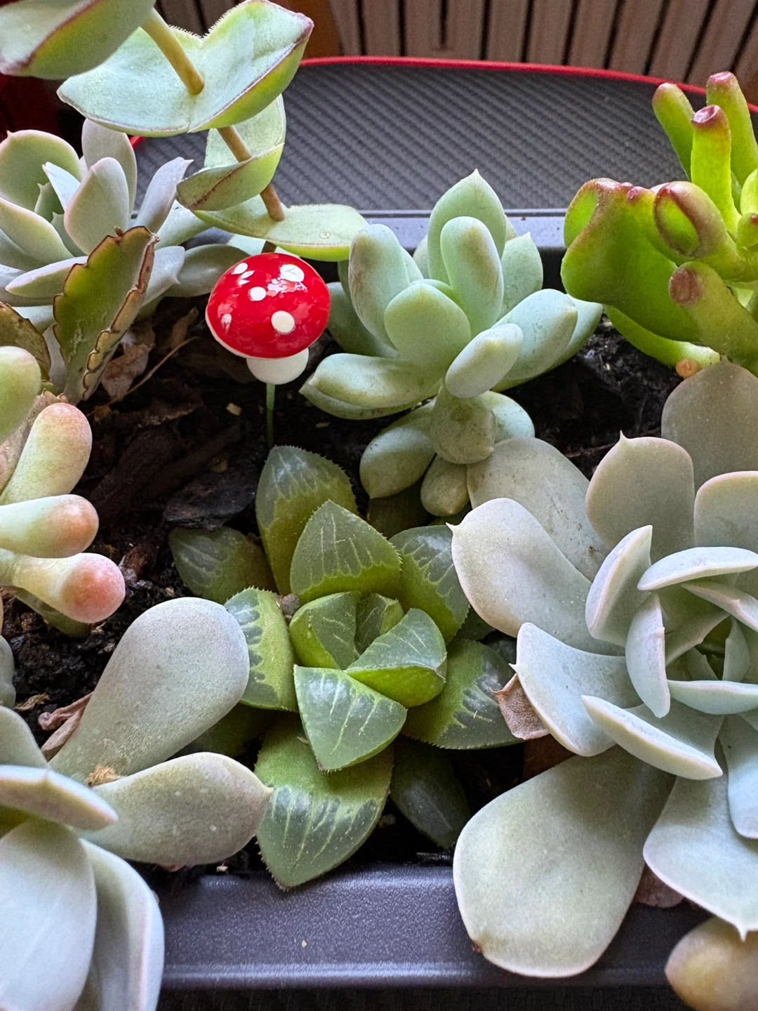 Succulents collections - photo 2