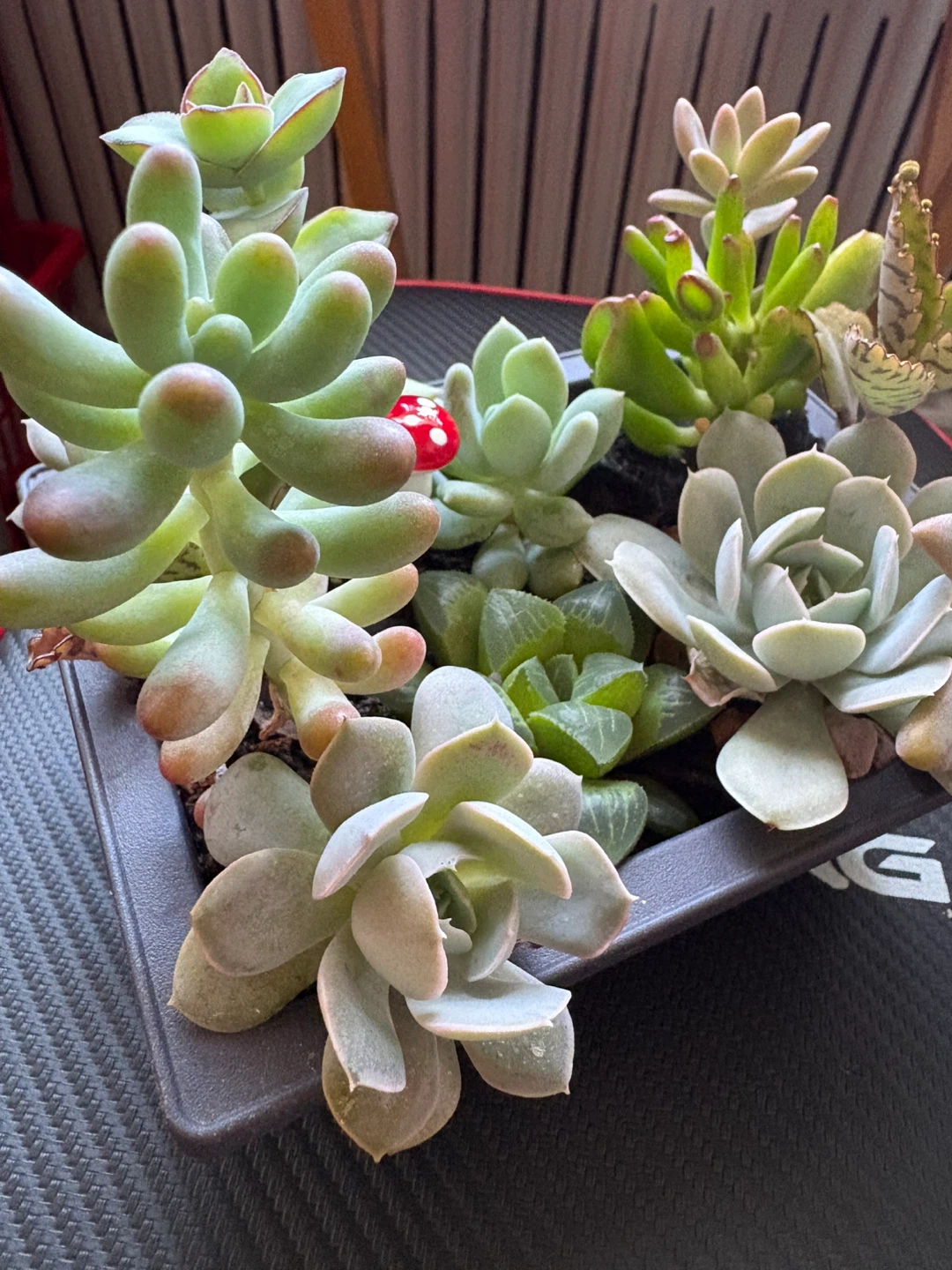Succulents collections - photo 5