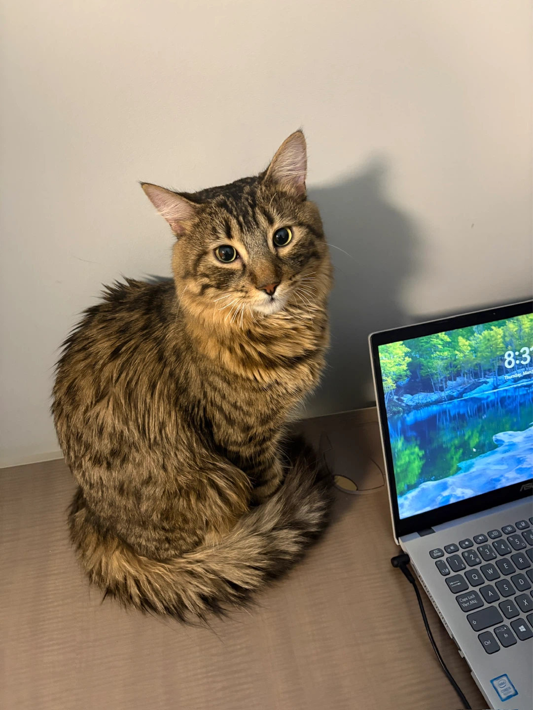 Tabby Cat with Laptop