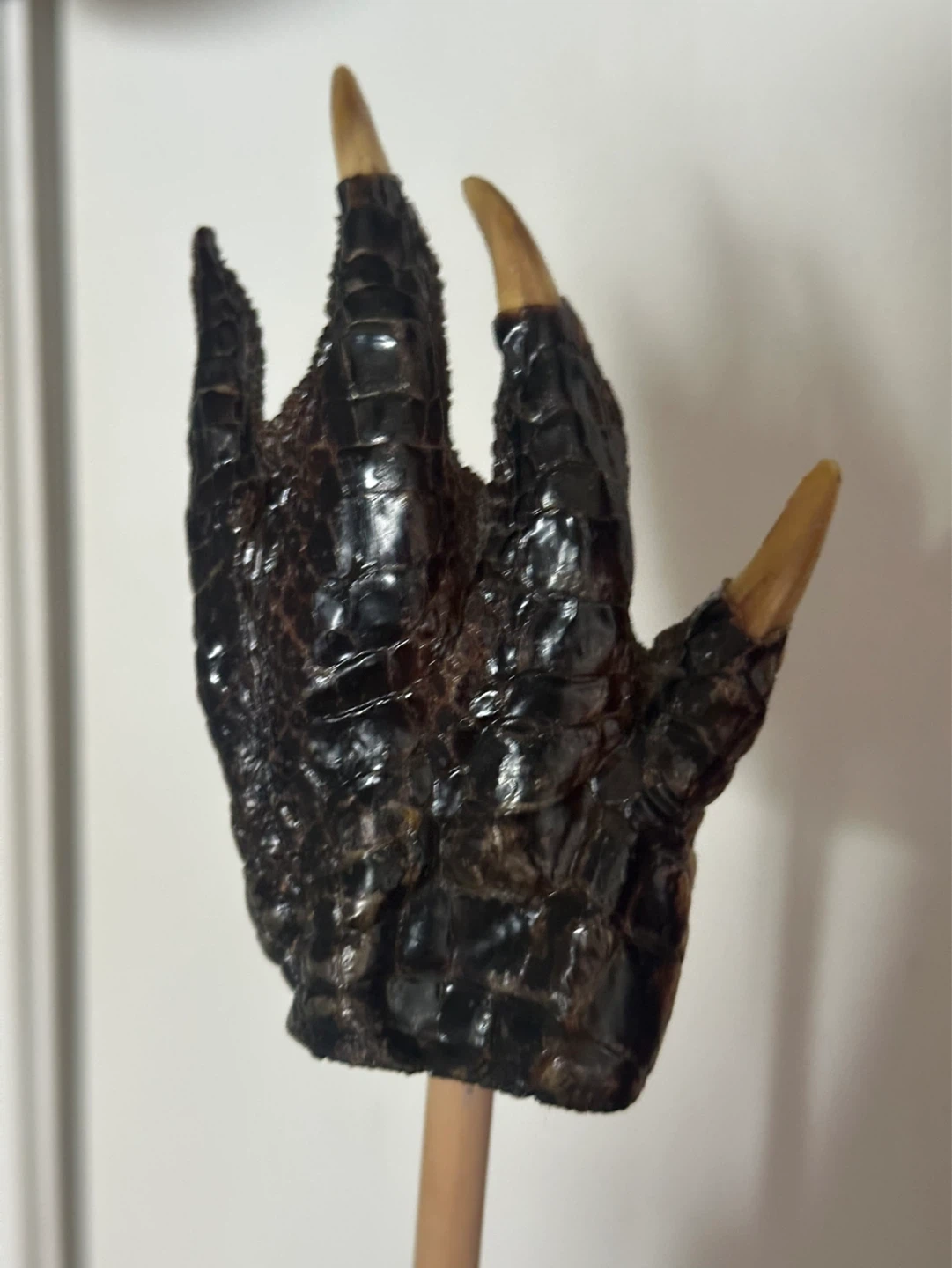 Taxidermy Alligator Back Scratcher - photo 2