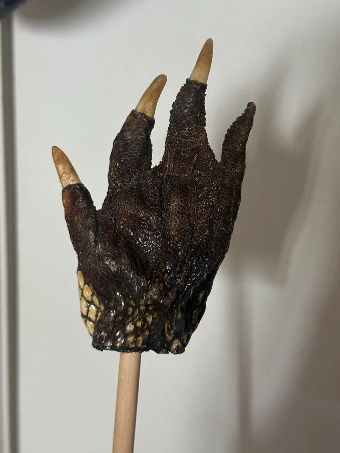 Taxidermy Alligator Back Scratcher - photo 3