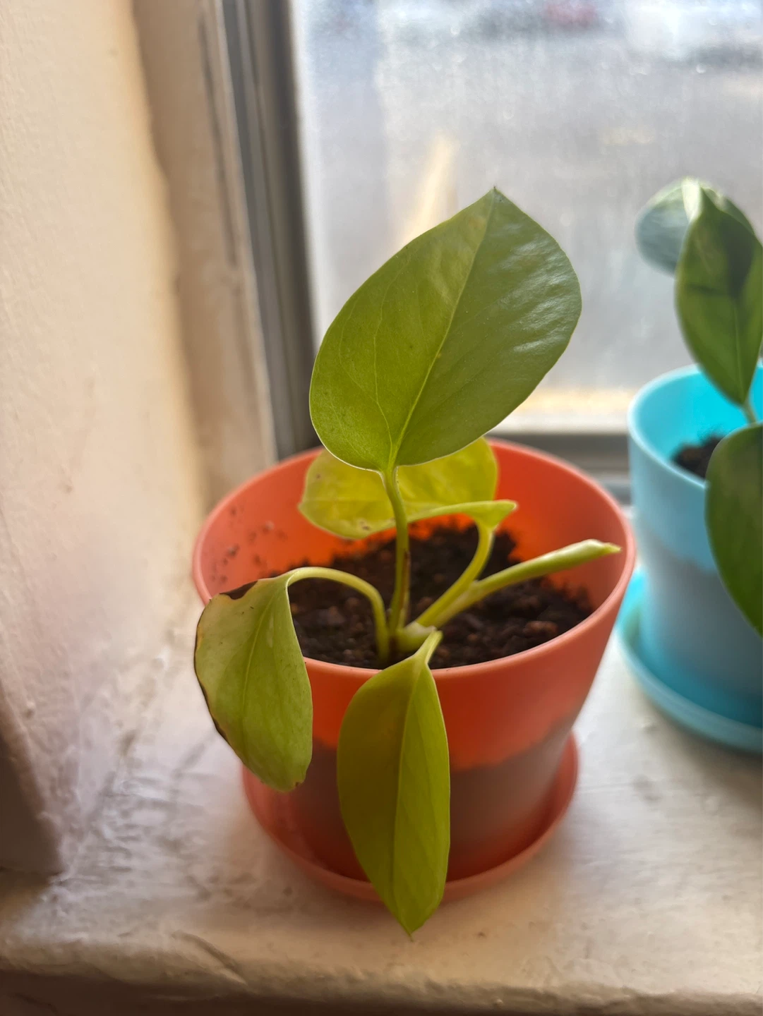 Plants - photo 3