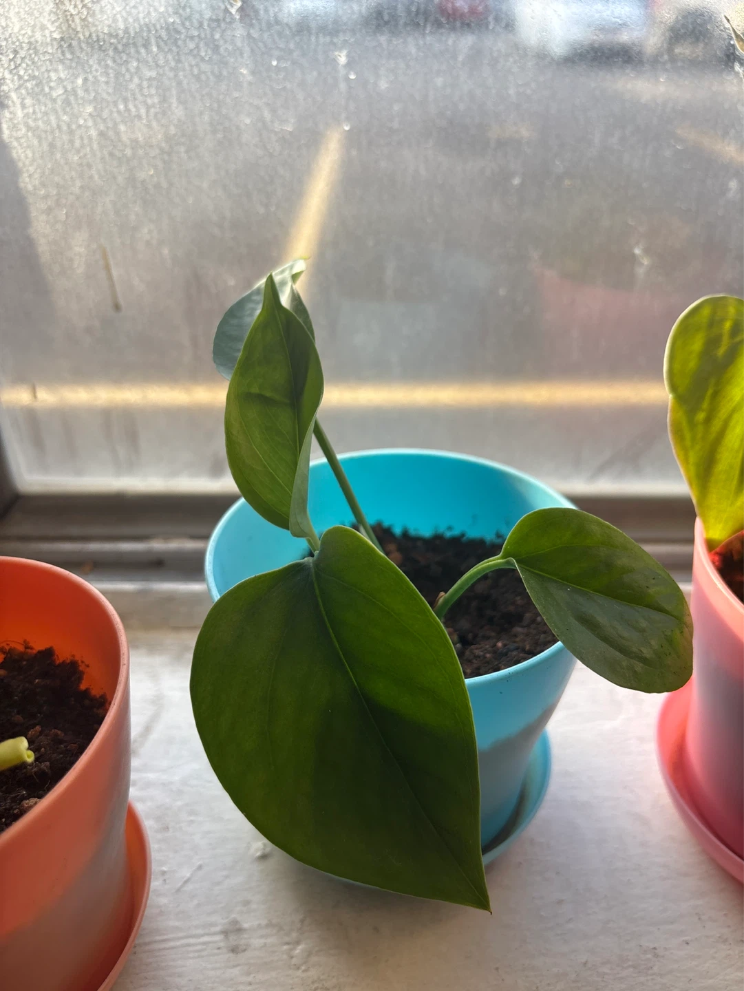 Plants - photo 4
