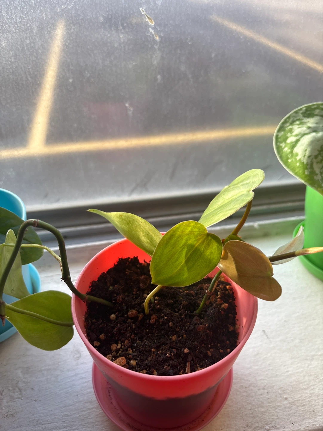 Plants - photo 2