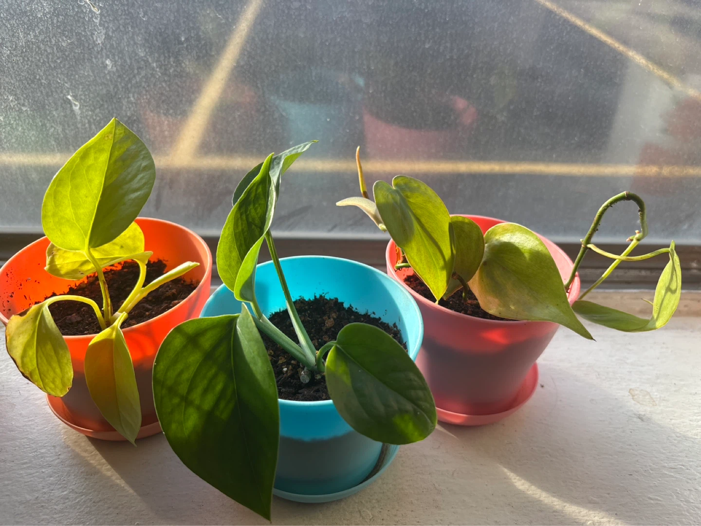 Plants