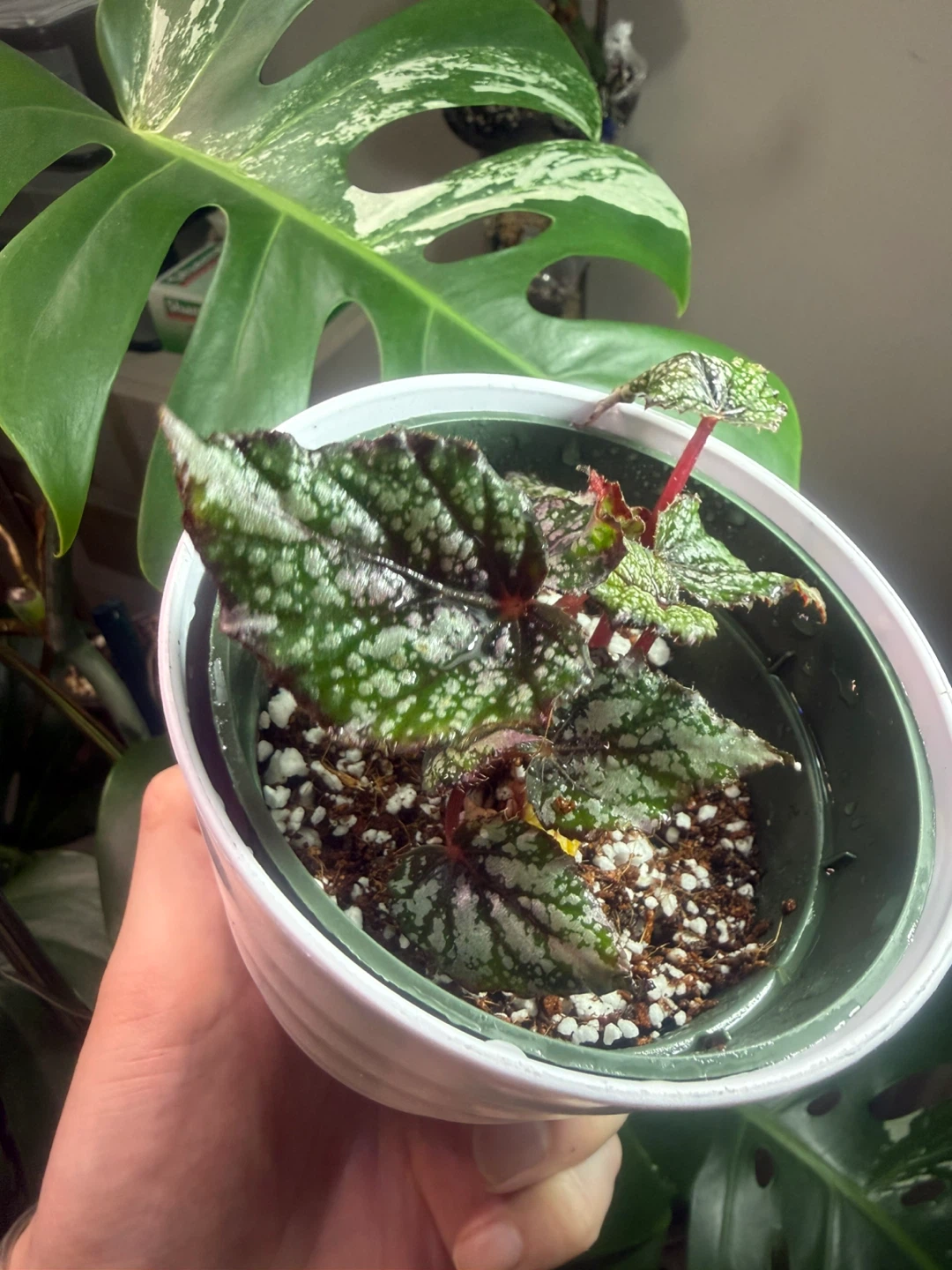 Begonia African Jungle Plant