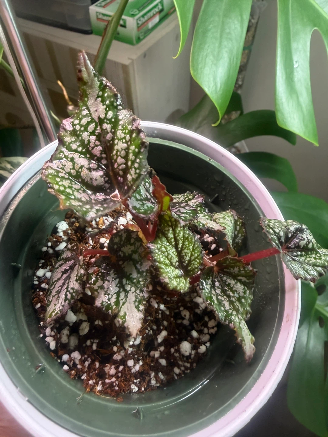 Begonia African Jungle Plant - photo 2