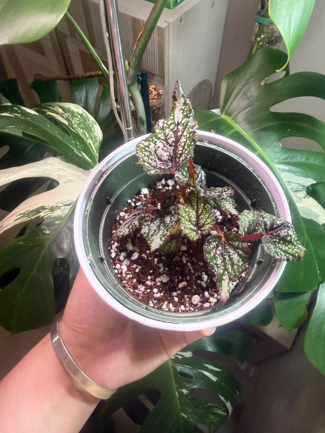 Begonia African Jungle Plant - photo 4