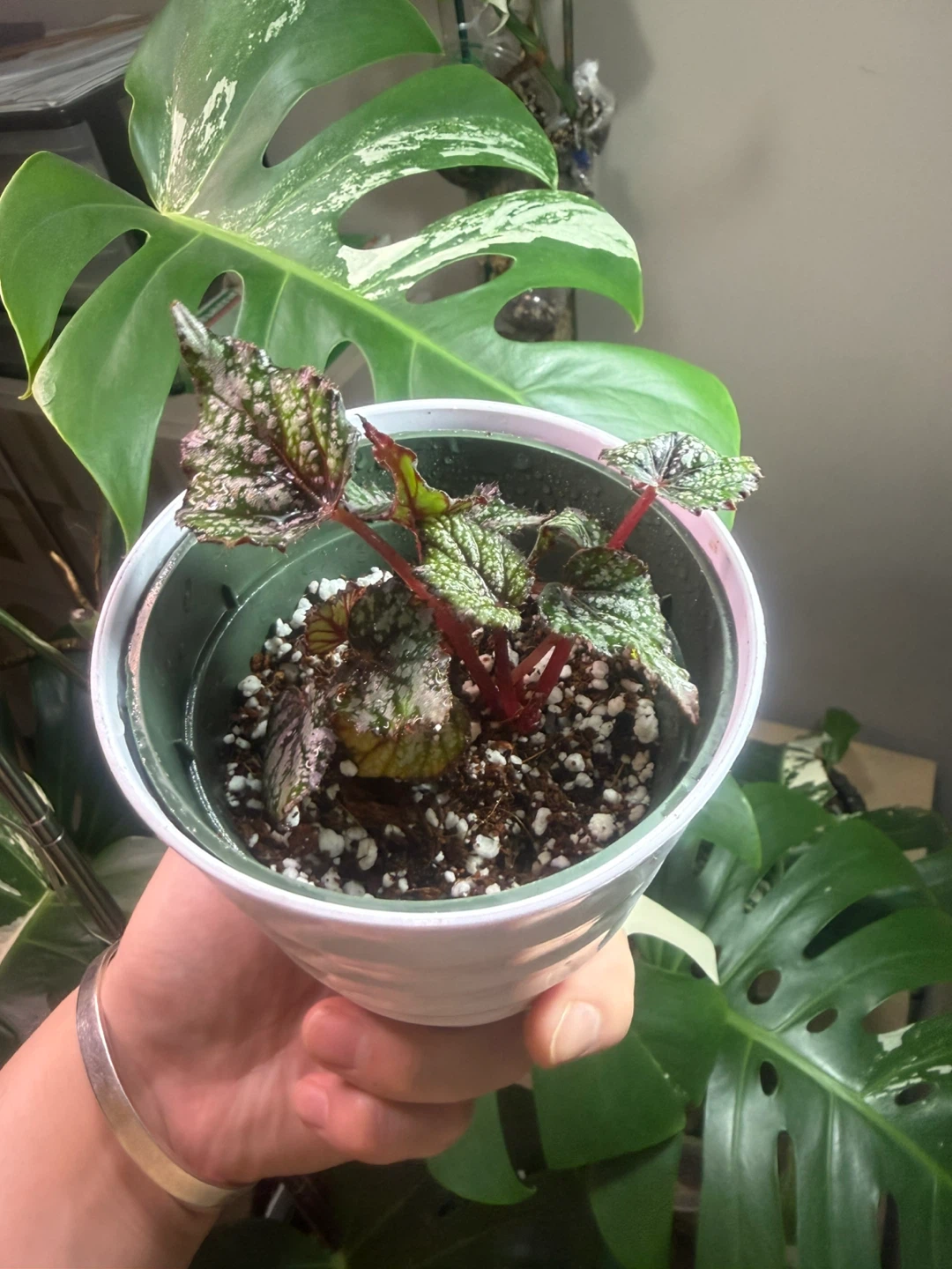 Begonia African Jungle Plant - photo 3