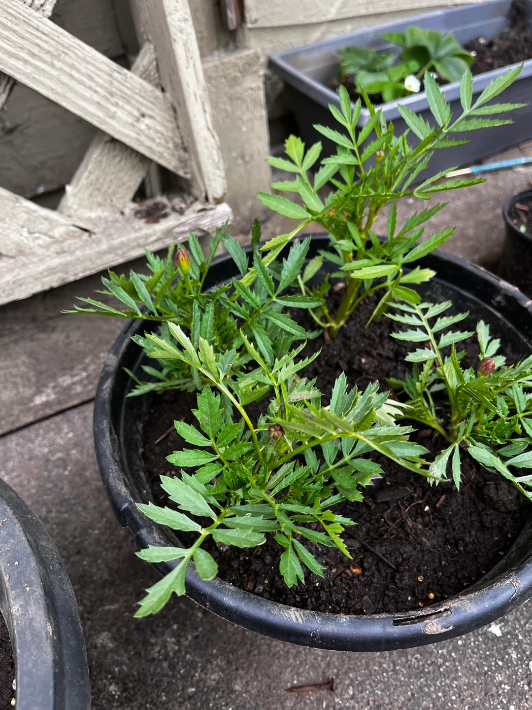 Marigold Plants in Pots