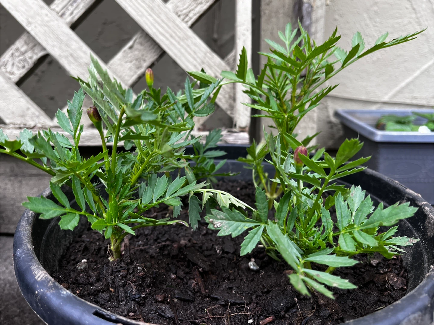 Marigold Plants in Pots - photo 4