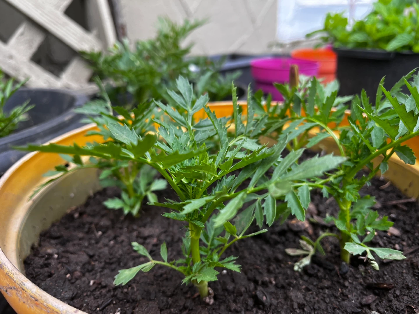 Marigold Plants in Pots - photo 3