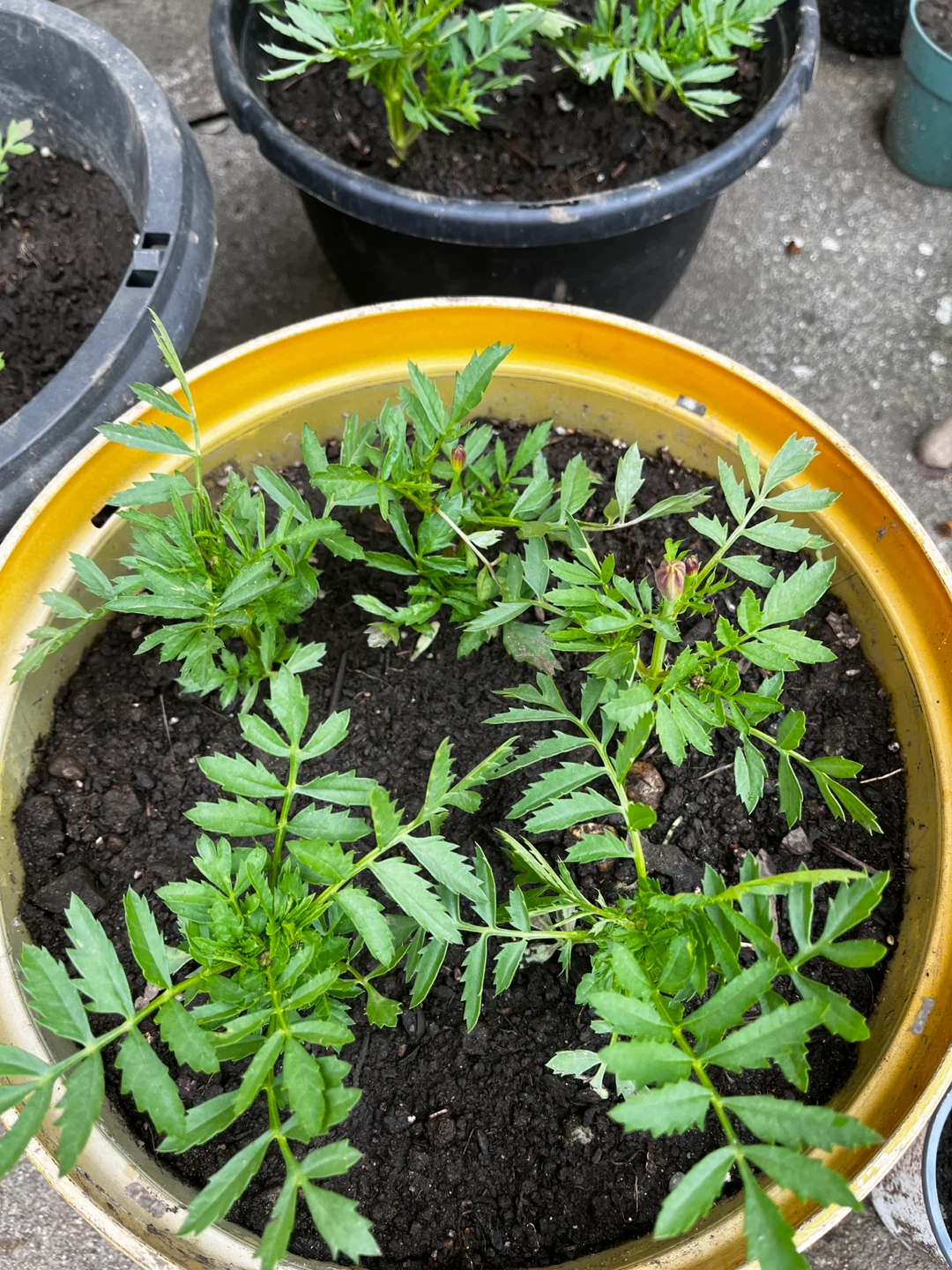 Marigold Plants in Pots - photo 2