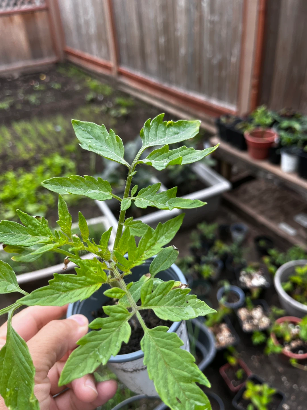 Tomato plants - photo 3