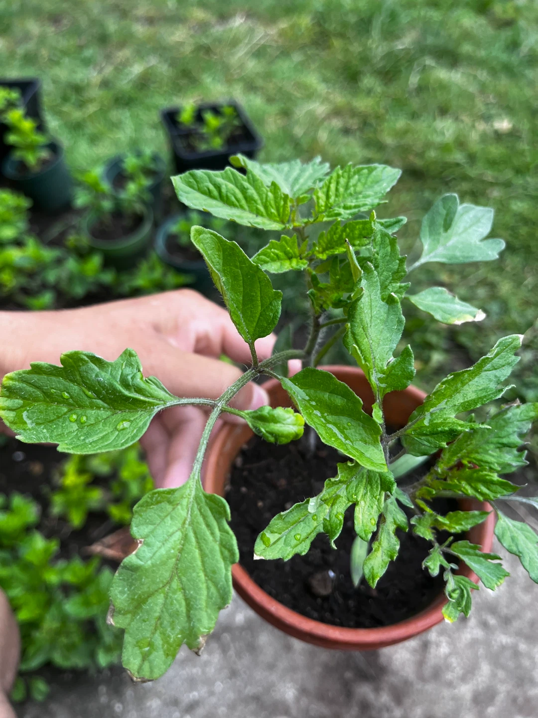Tomato plants