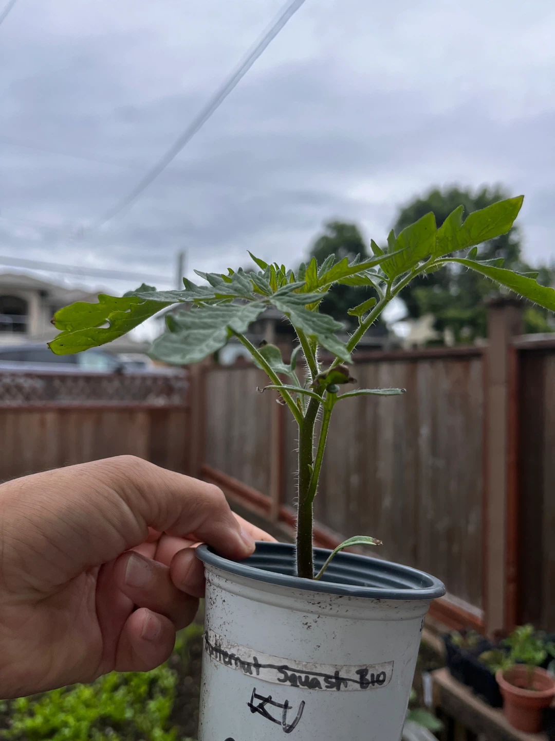Tomato plants - photo 4