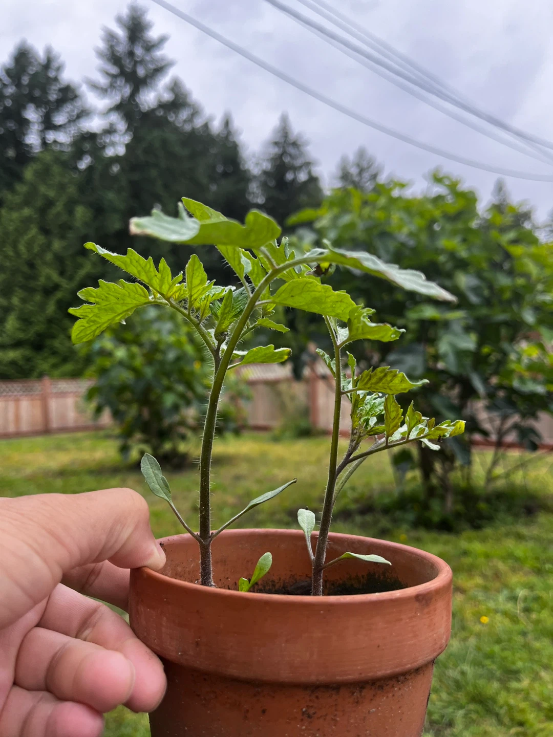 Tomato plants - photo 2
