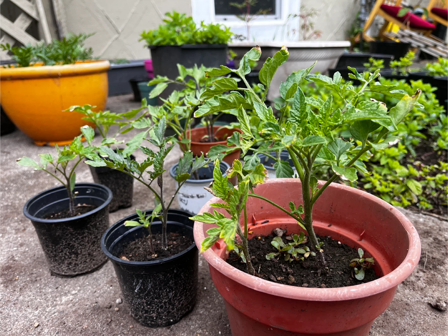 Tomato plants - photo 5