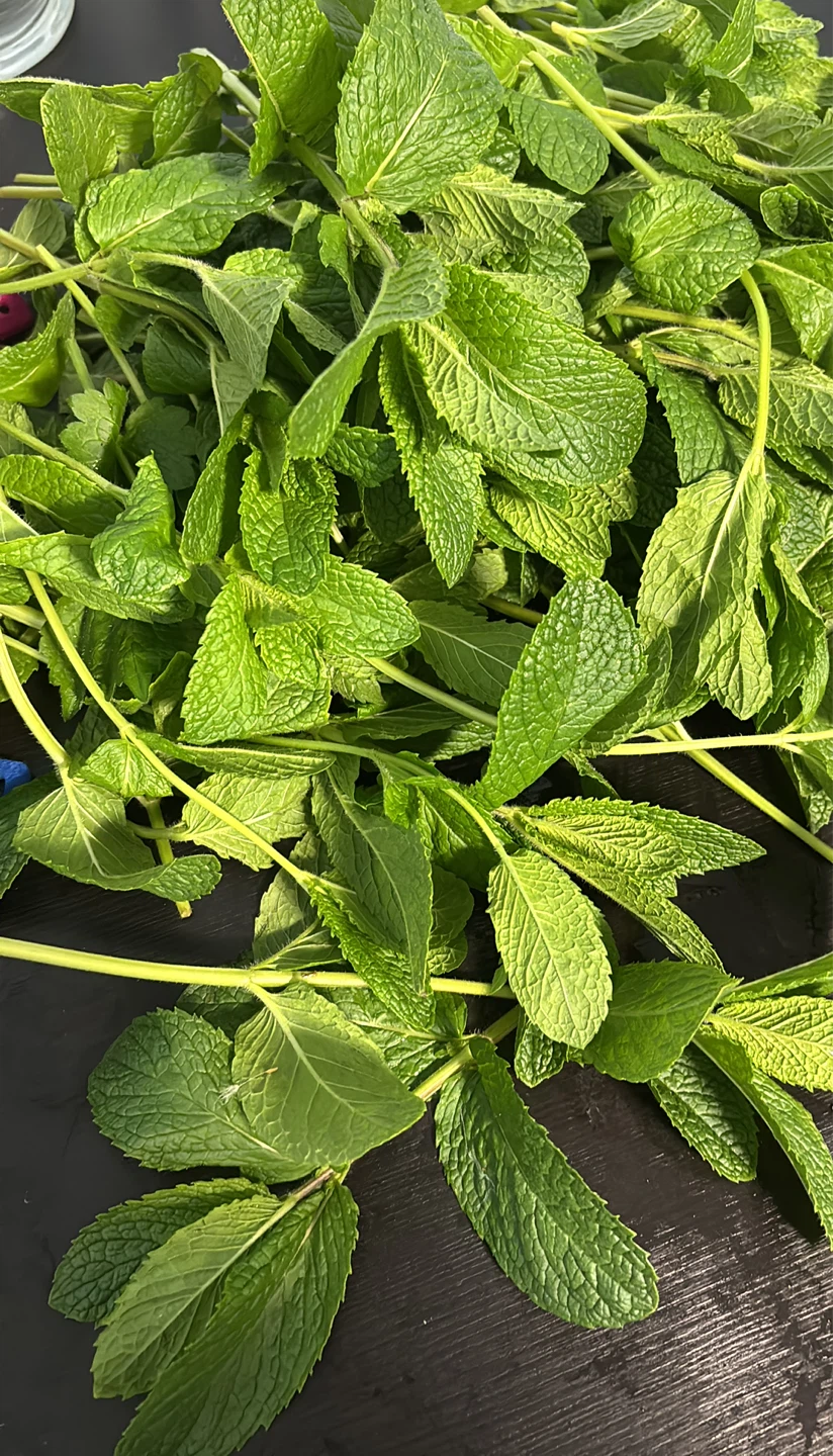Fresh Mint Bunch