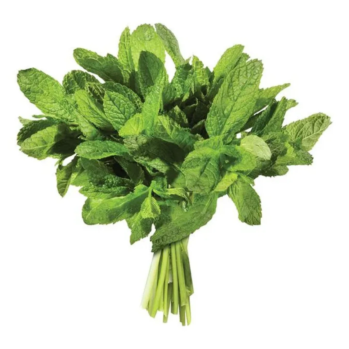 Fresh Mint Bunch - photo 4