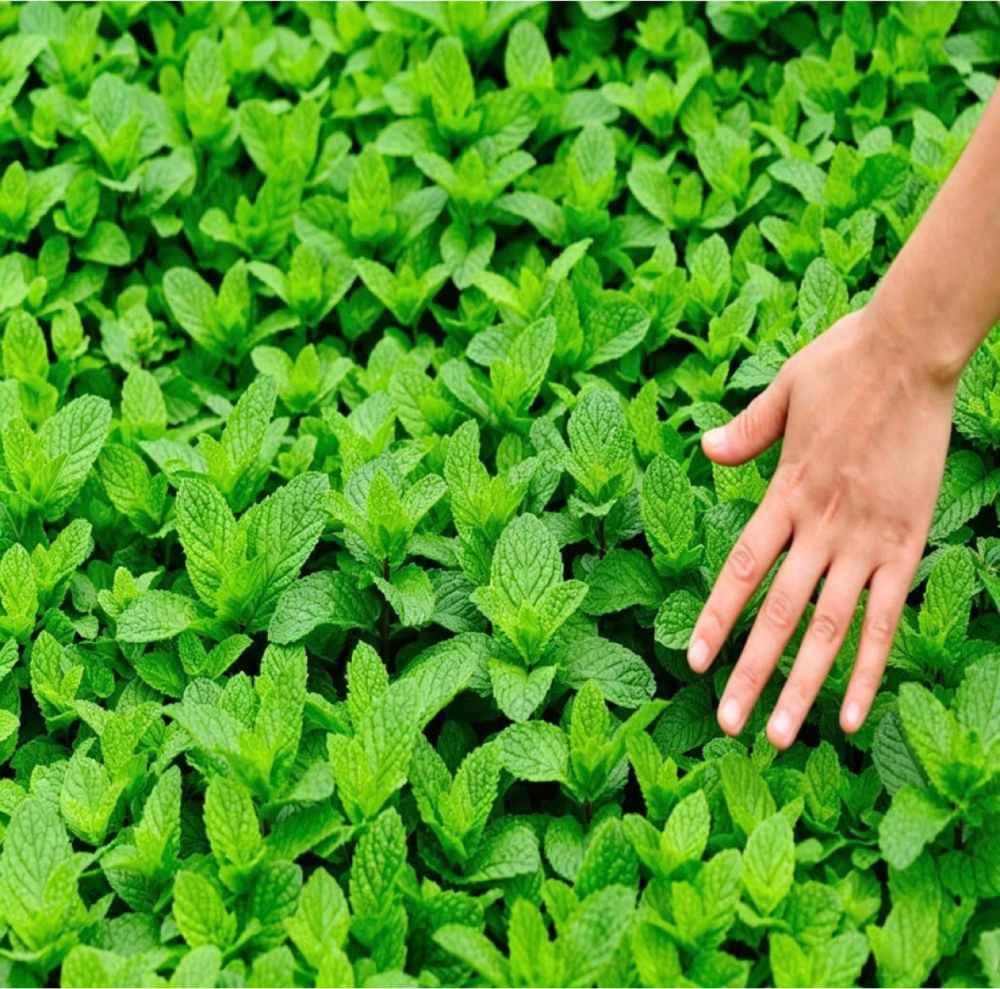 Fresh Mint Bunch - photo 2
