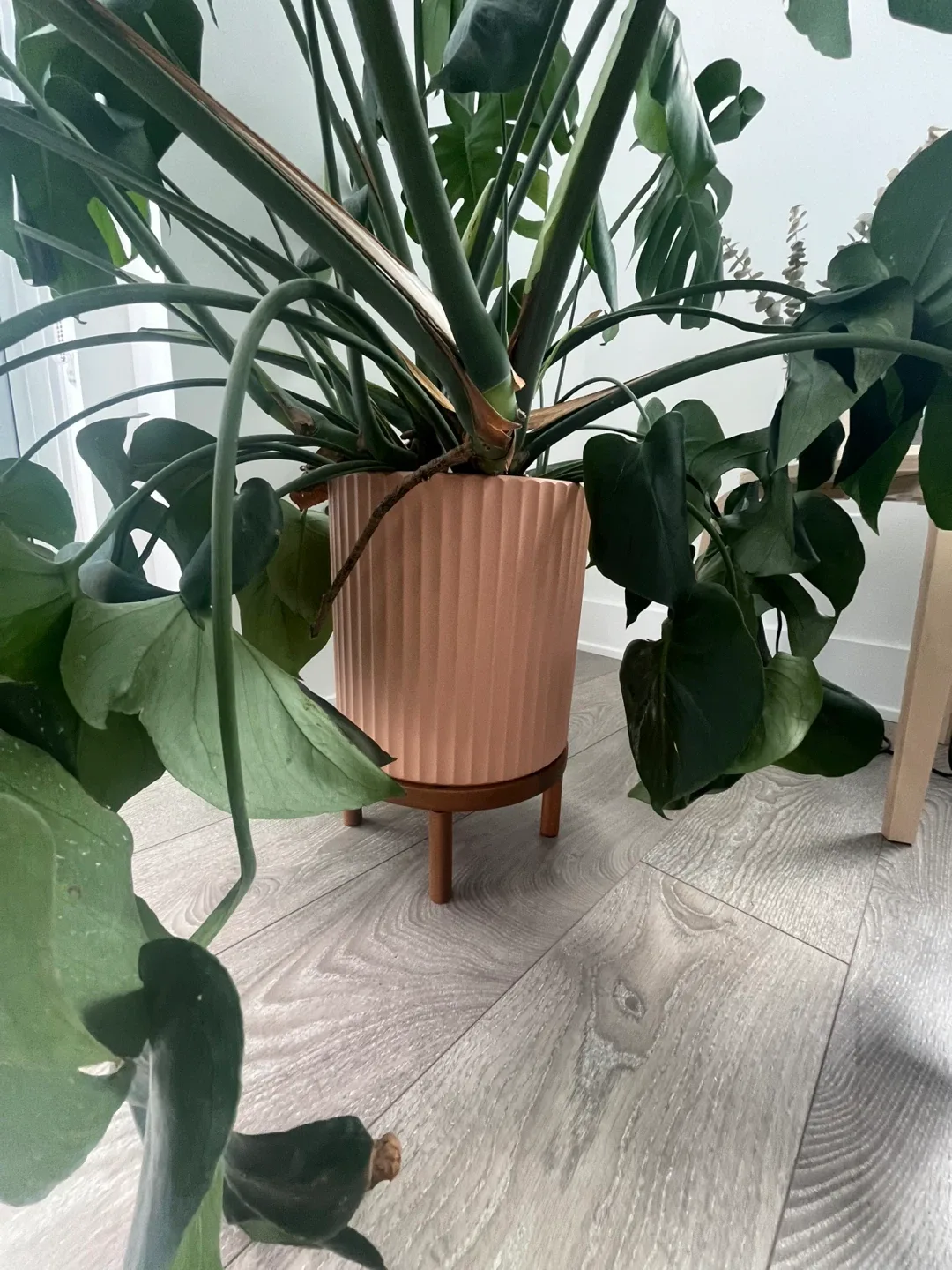 Monstera Plant in Pink Ribbed Pot with Stand - photo 2