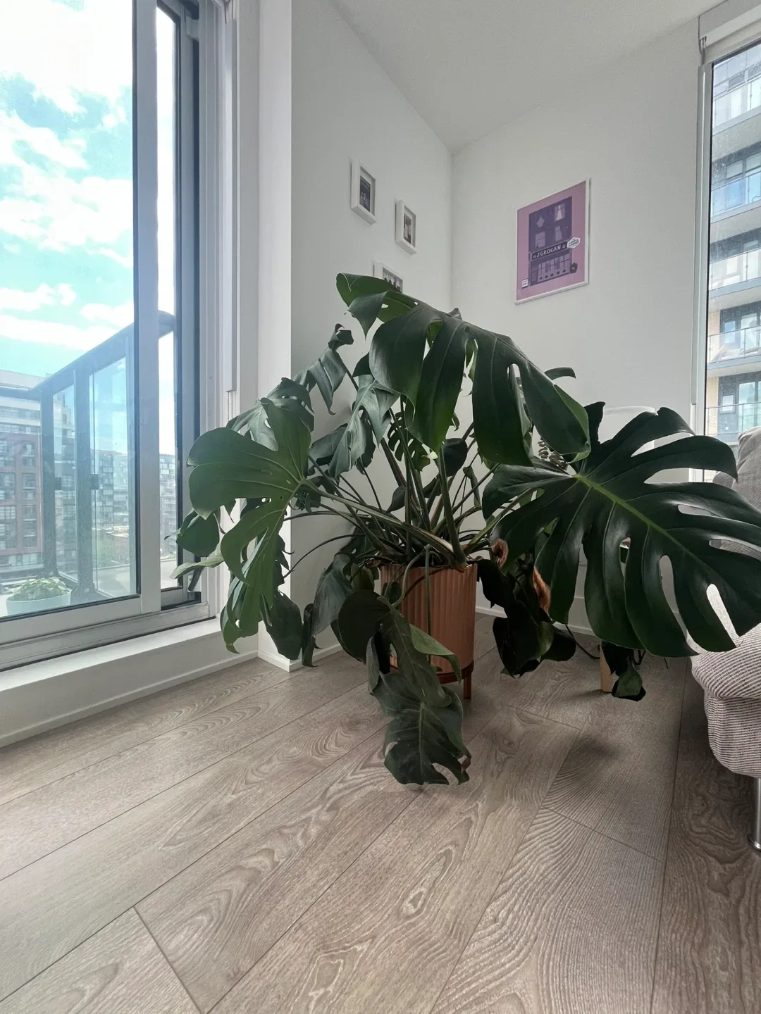 Monstera Plant in Pink Ribbed Pot with Stand