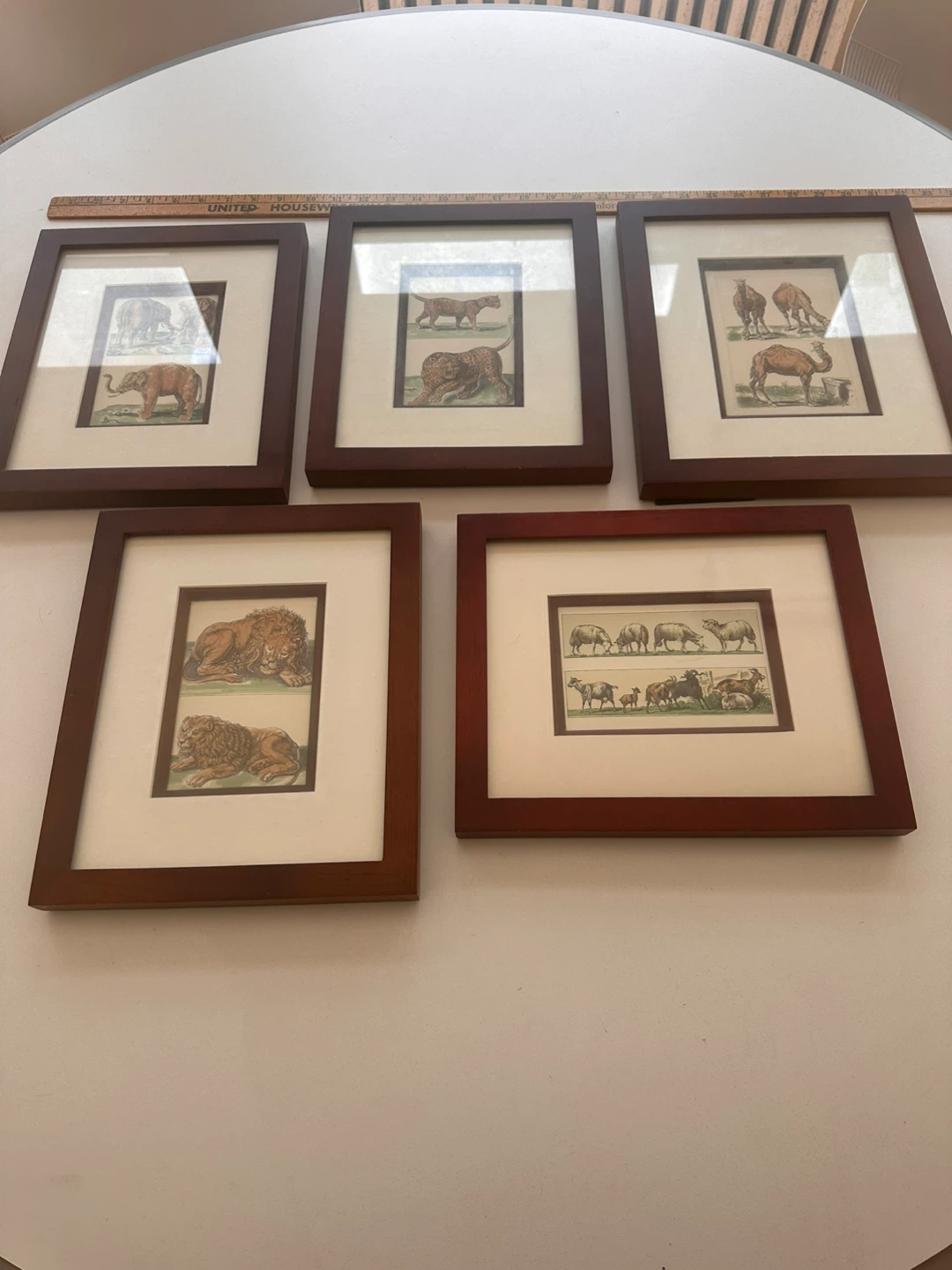Set of 5 Framed Animal Prints