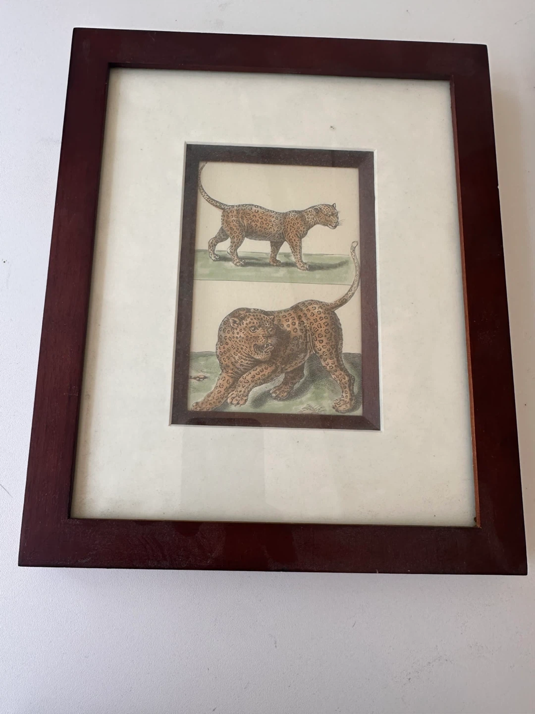 Set of 5 Framed Animal Prints - photo 3