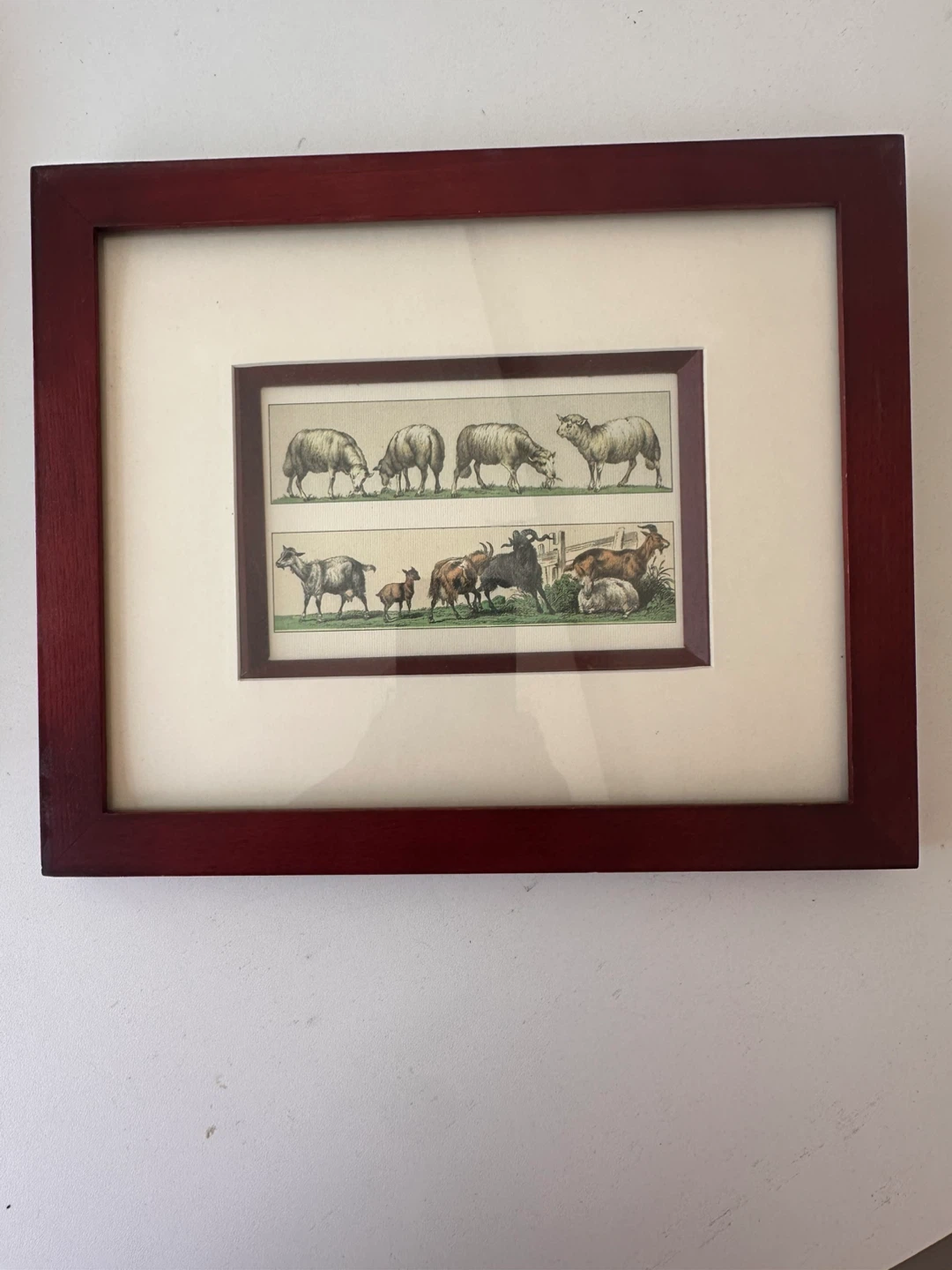 Set of 5 Framed Animal Prints - photo 5