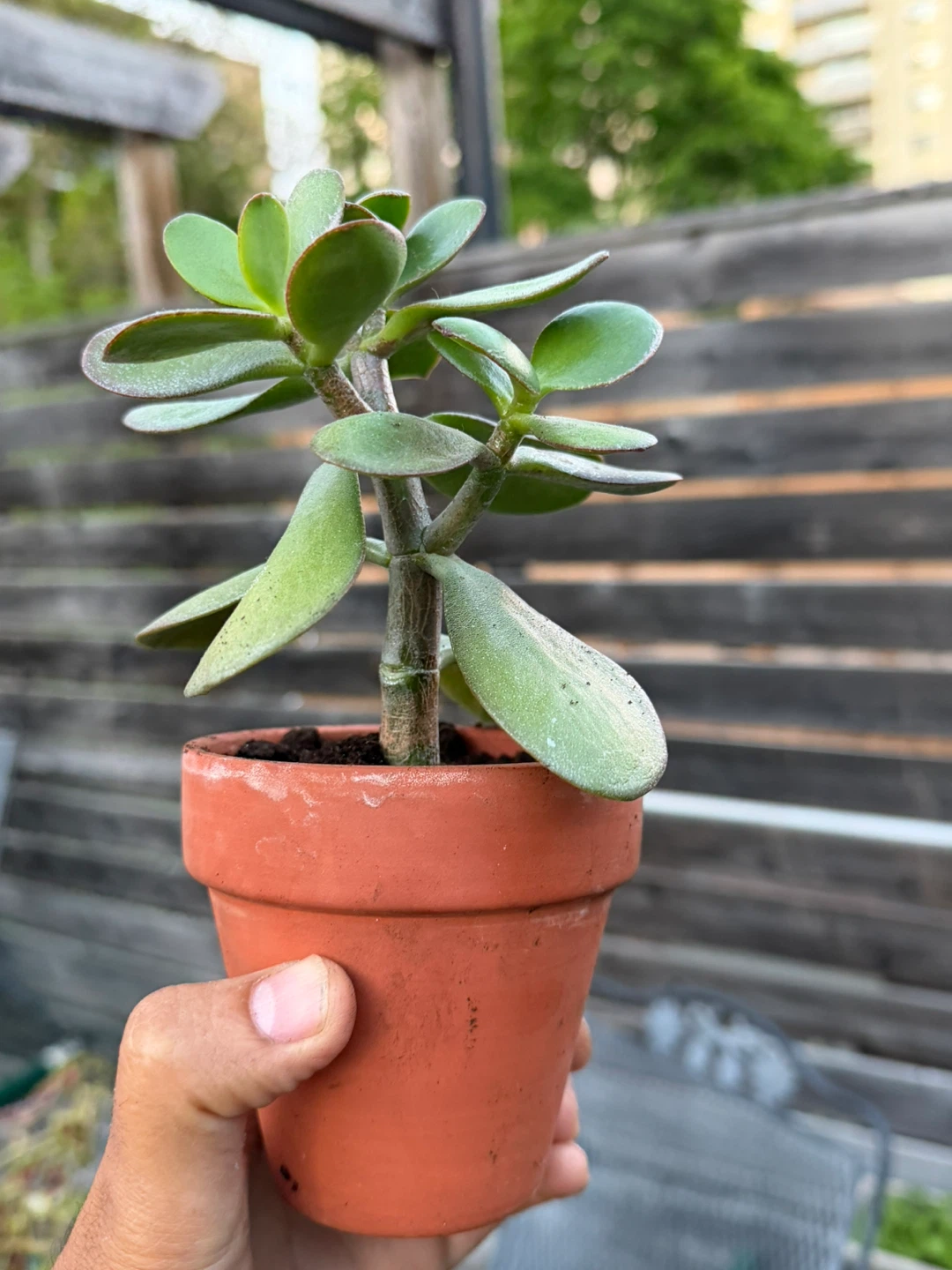 Healthy Aloe Vera Plant in Terracotta Pot - photo 2