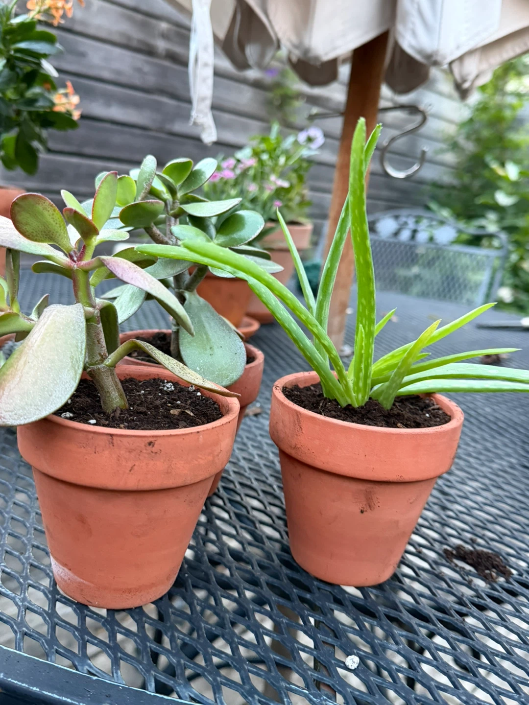 Healthy Aloe Vera Plant in Terracotta Pot - photo 3