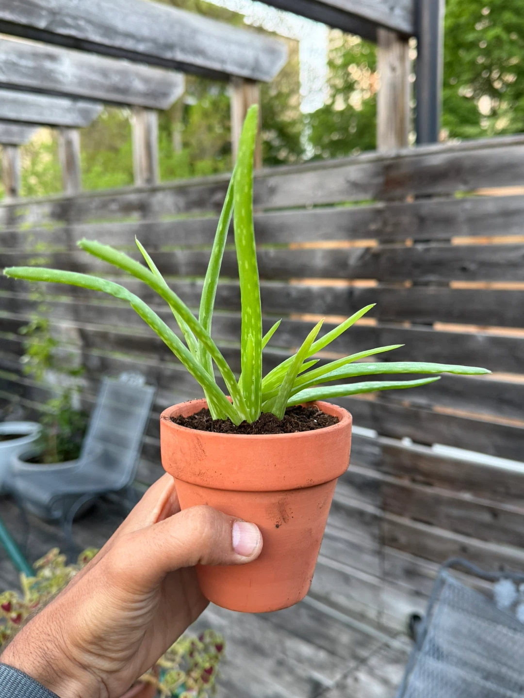 Healthy Aloe Vera Plant in Terracotta Pot