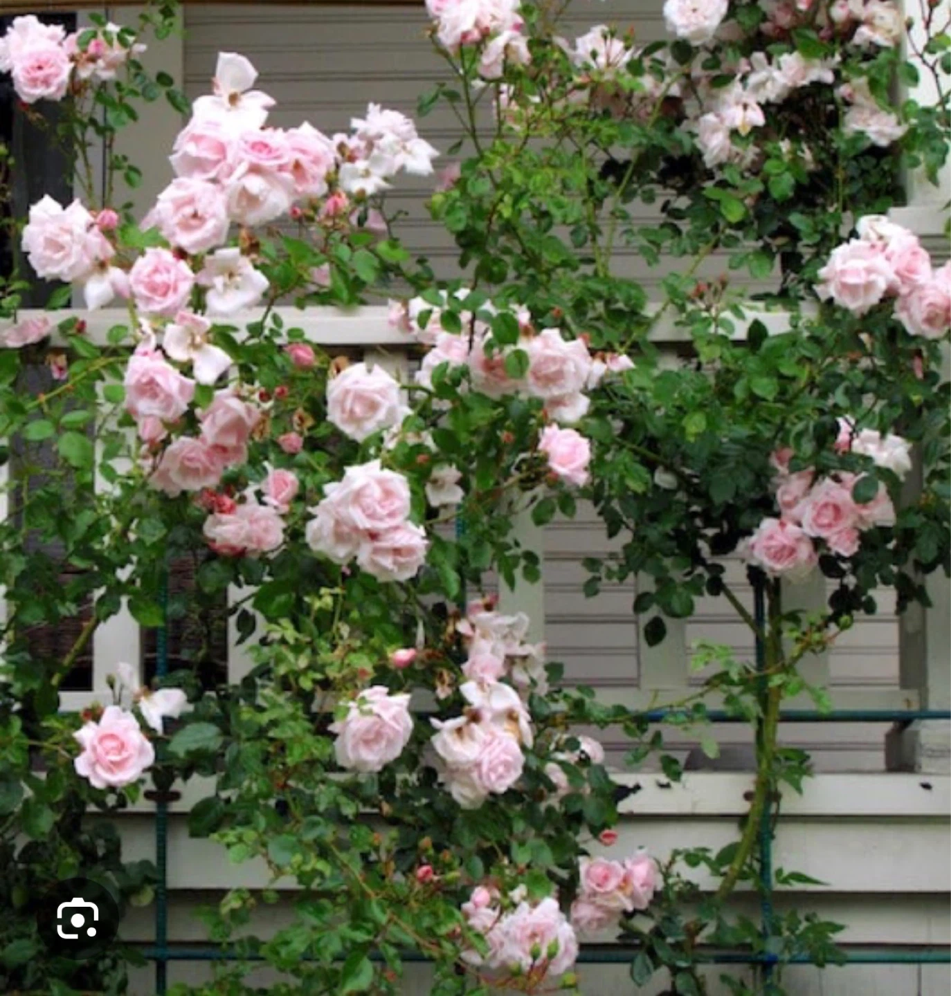 Pink Climbing Roses