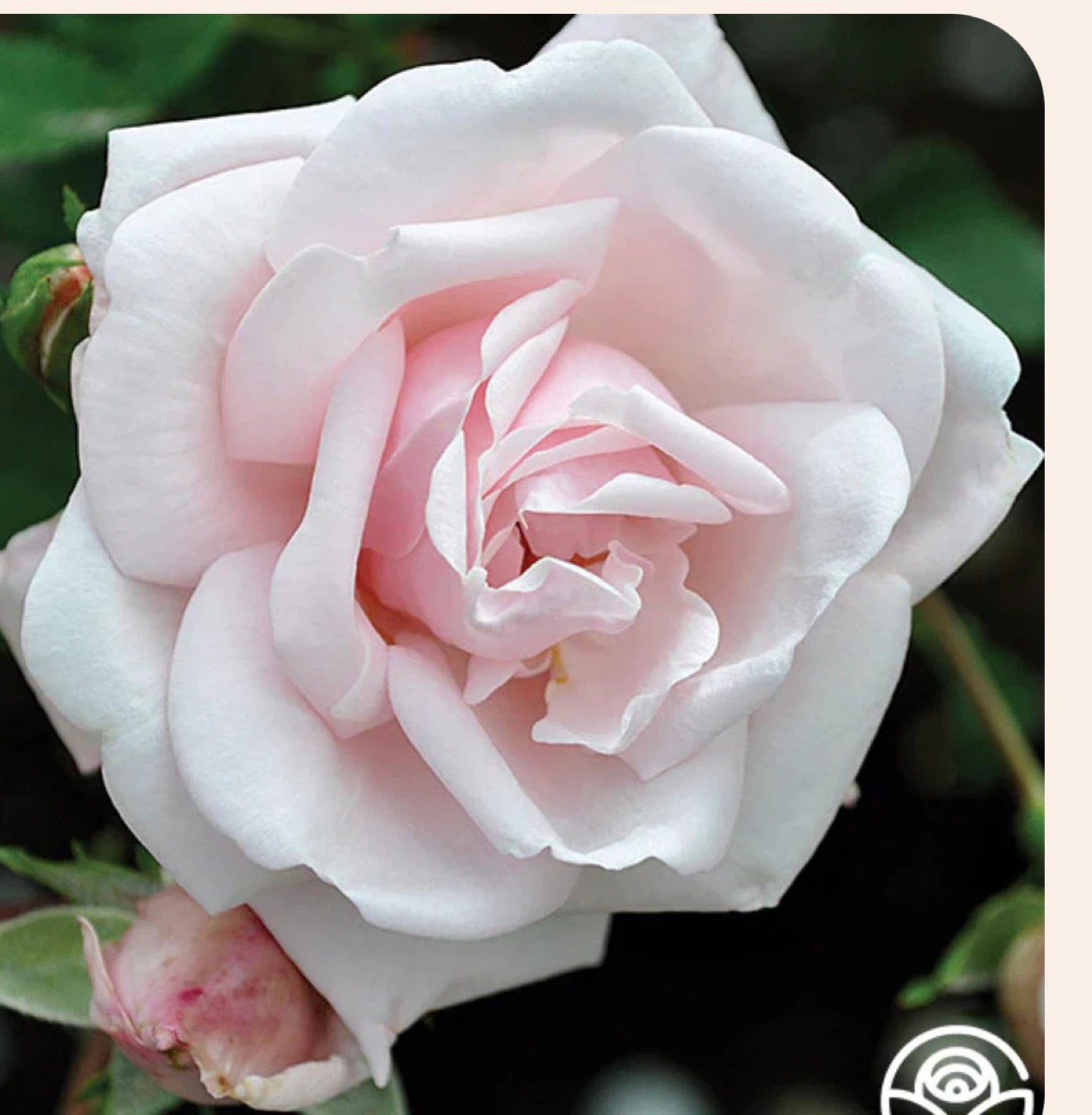 Pink Climbing Roses - photo 2