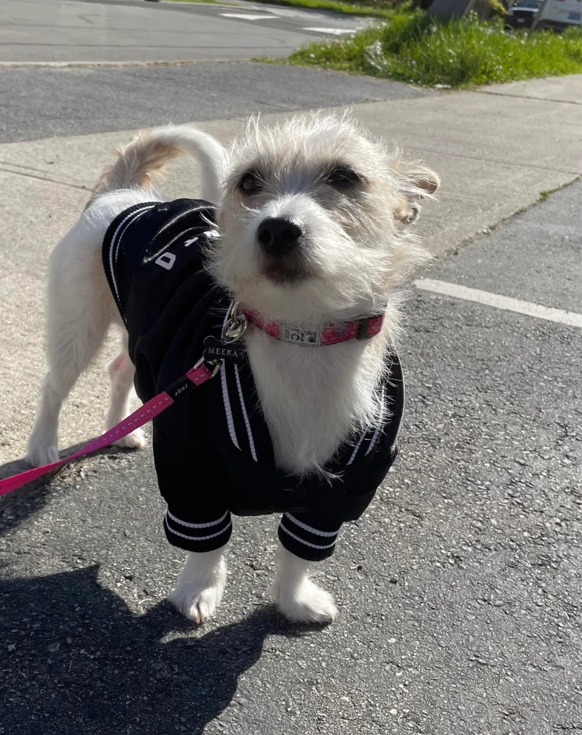Small Canada Pooch Dog Jacket “Home Is Toronto” - photo 4