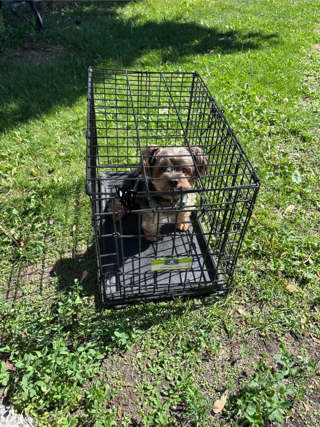 Folding Dog Crate