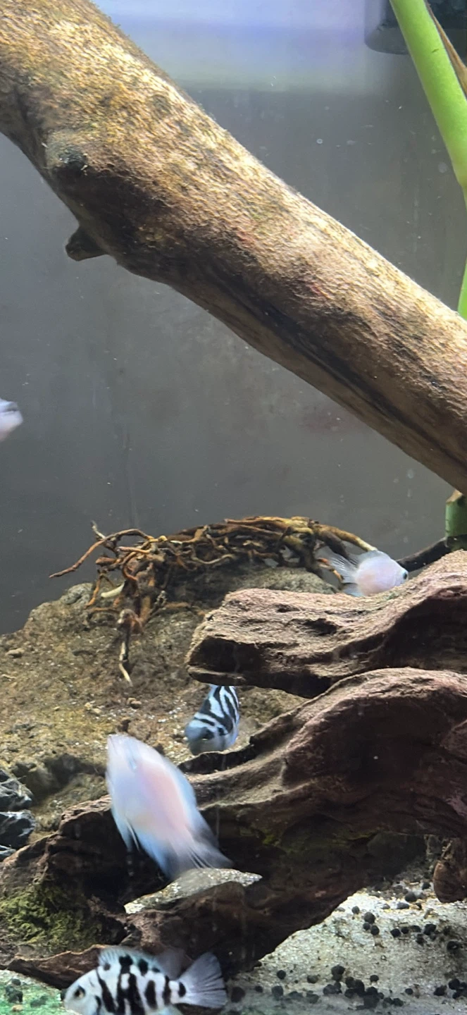 Fish for rehoming - photo 5