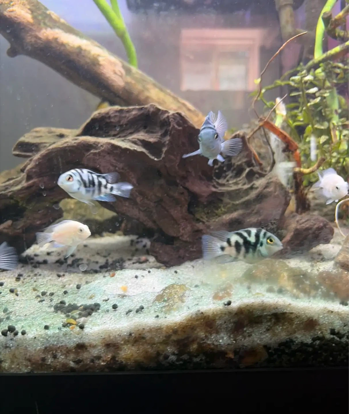 Fish for rehoming - photo 3