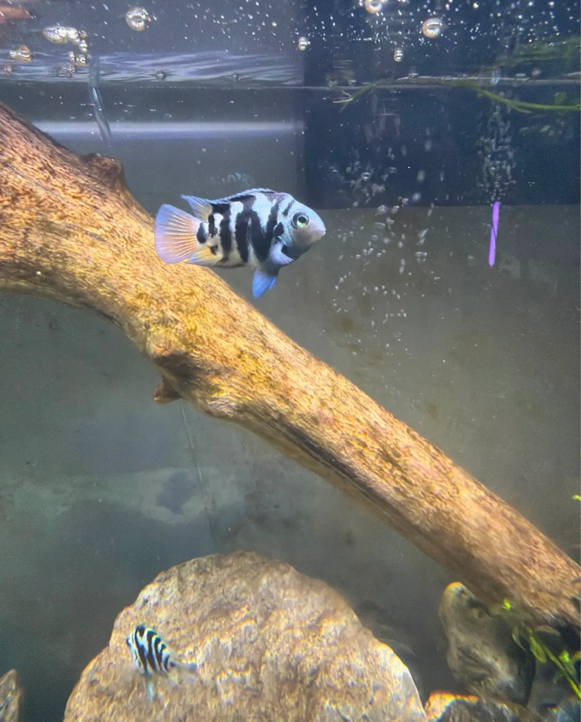 Fish for rehoming - photo 4
