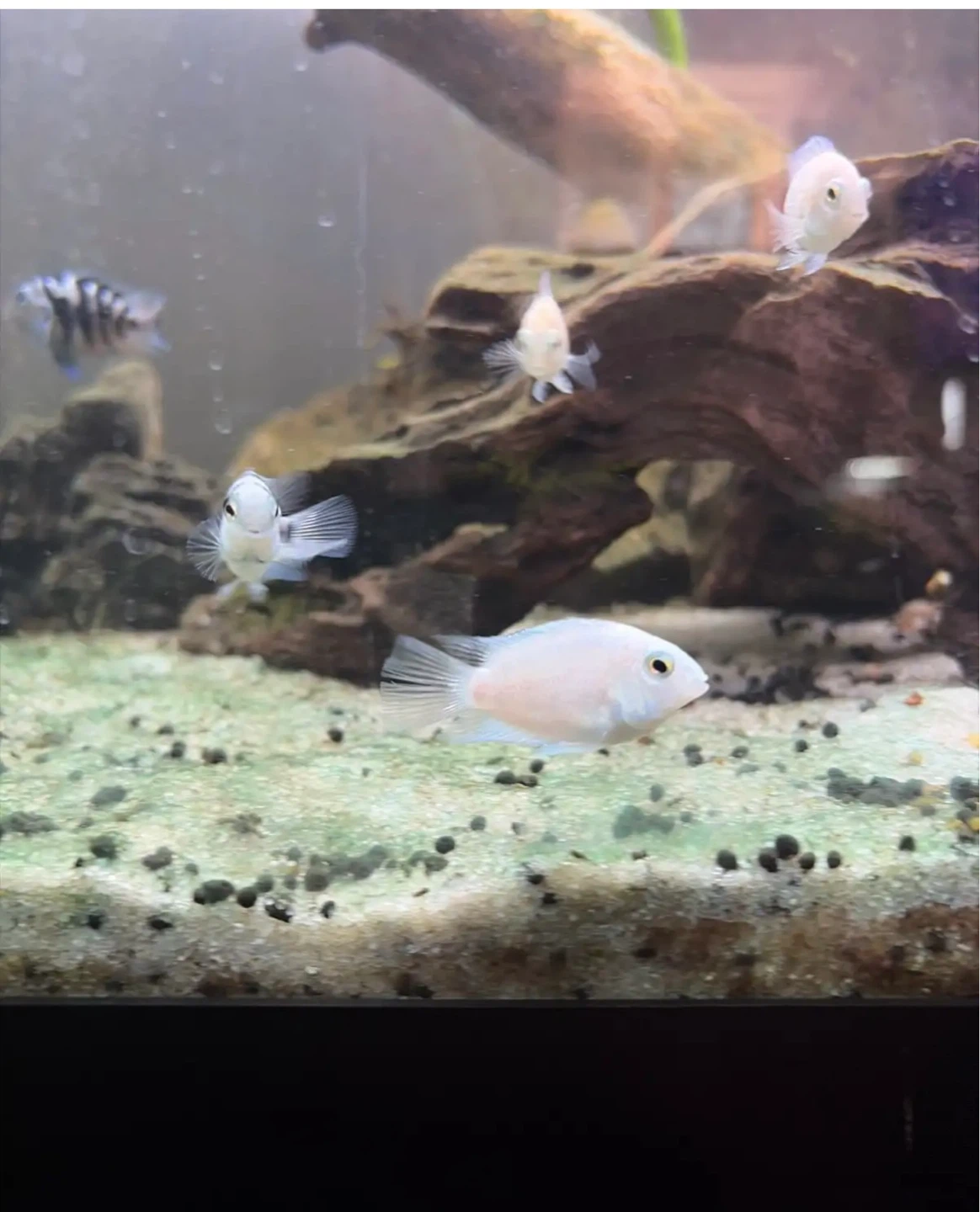 Fish for rehoming - photo 2
