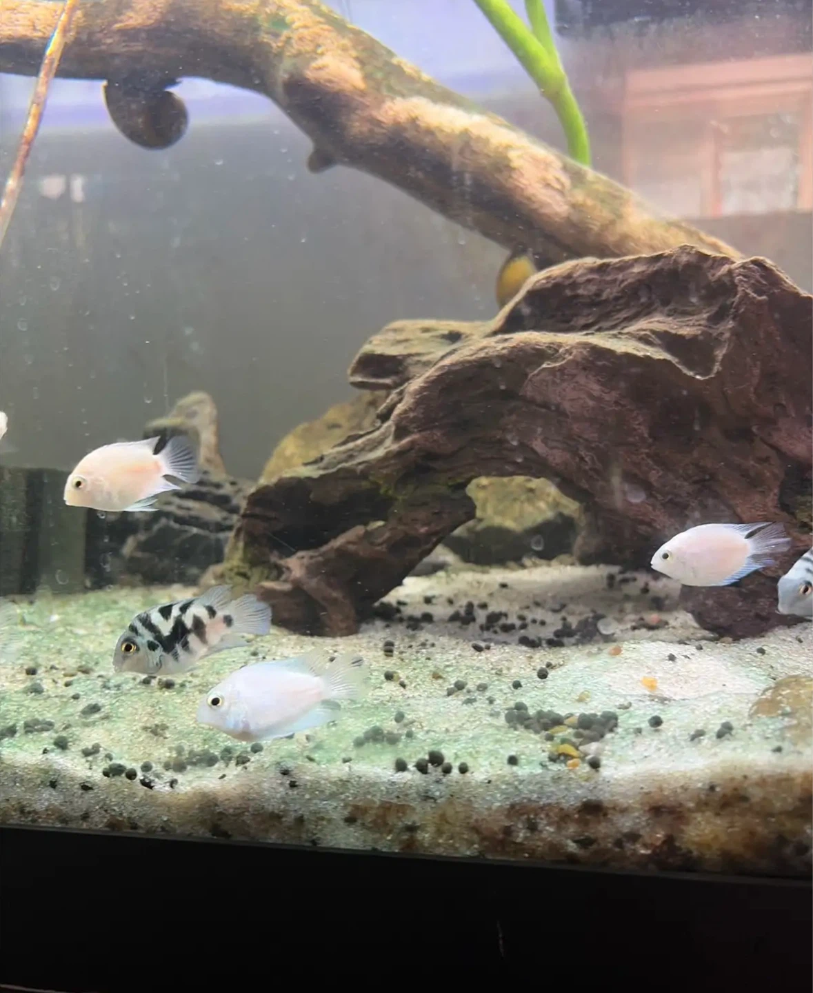 Fish for rehoming