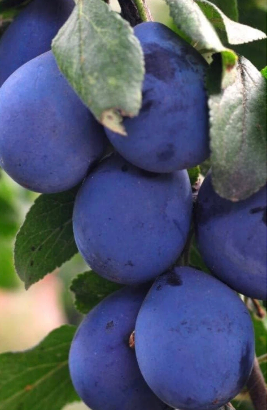 BIG PLUM TREES (see description)