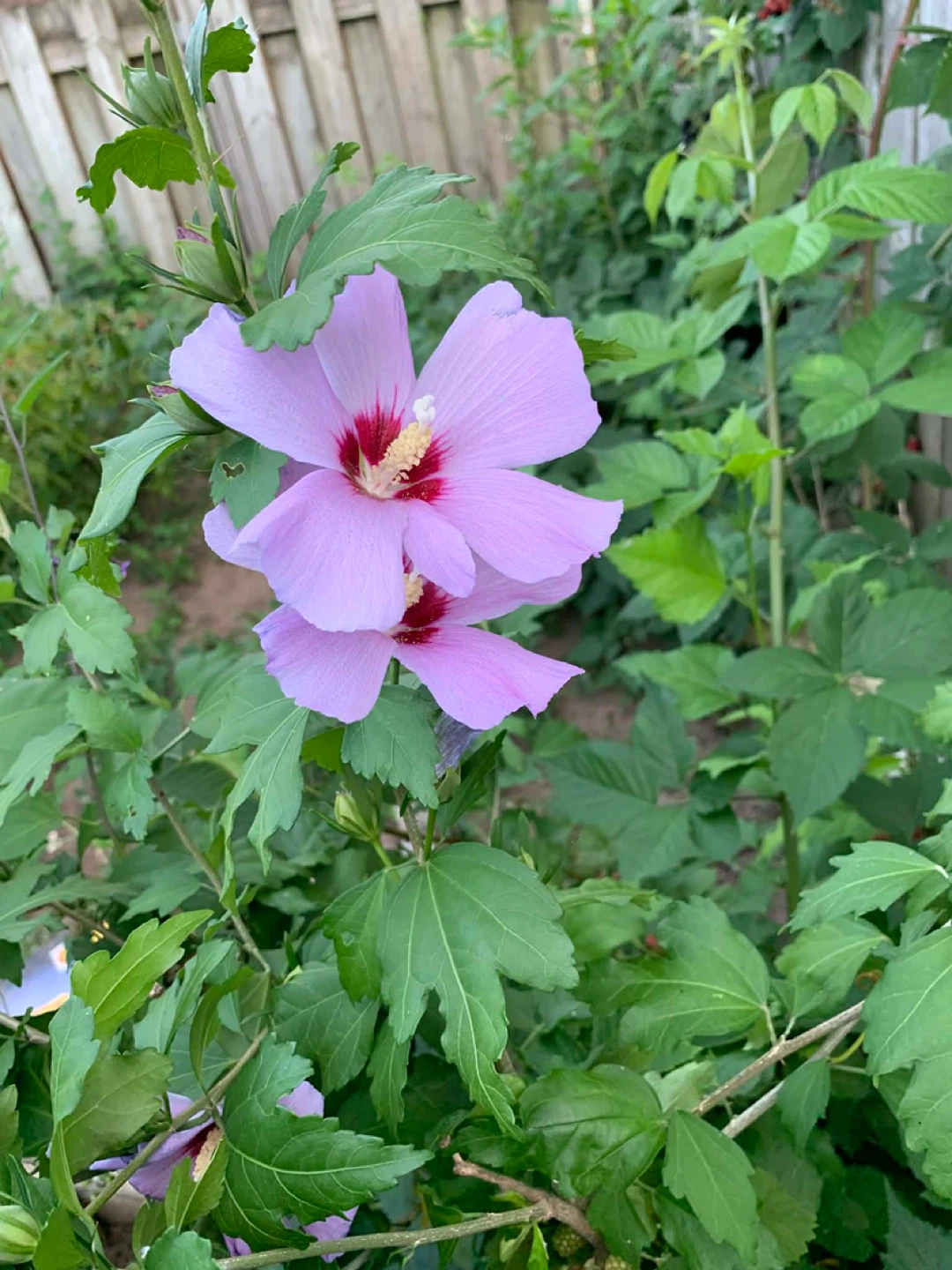 Purple Hibiscus Plant