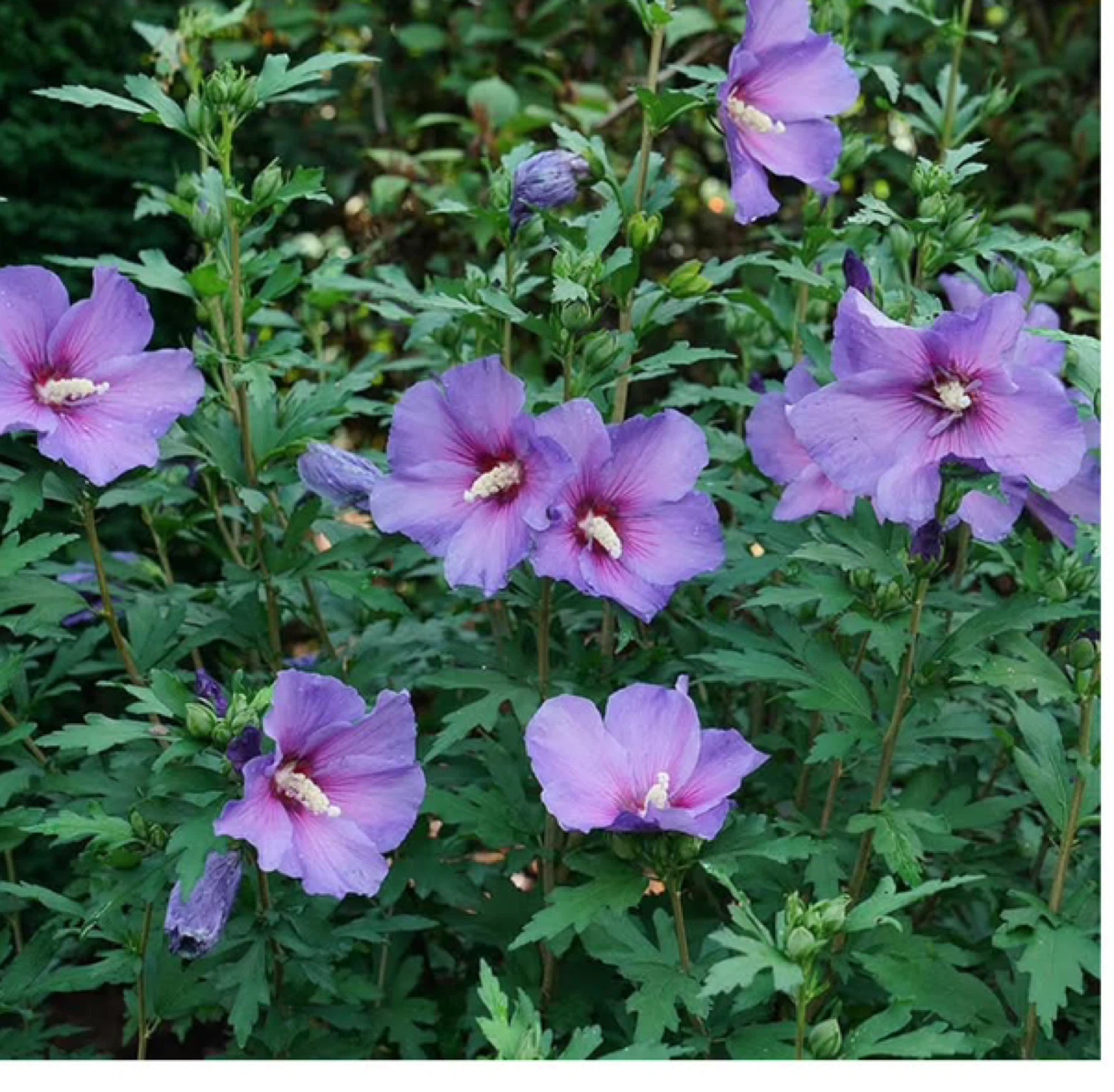 Purple Hibiscus Plant - photo 2