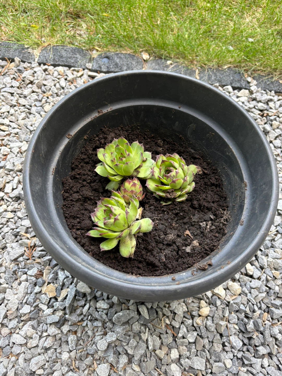 Three Hens and Chicks Succulents in Black Pot