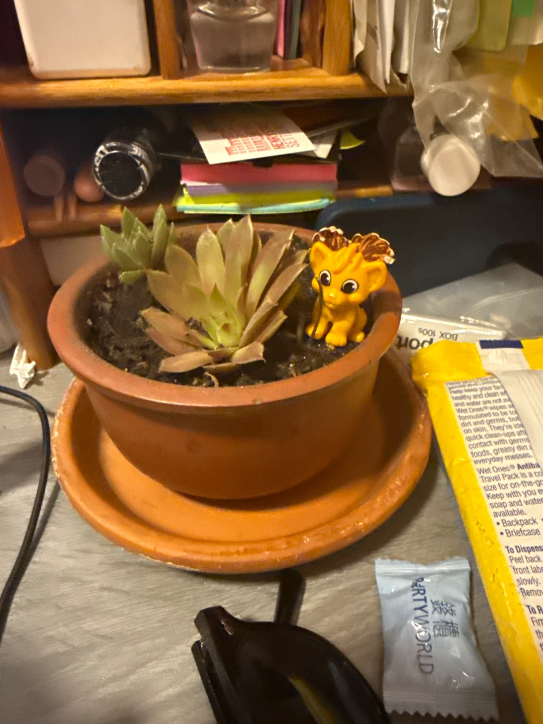 Succulent Plant in Terra Cotta Pot