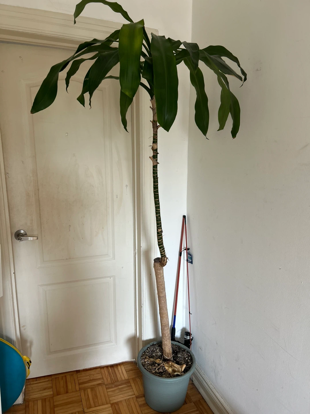 Large Dracaena Fragrans Plant - photo 2